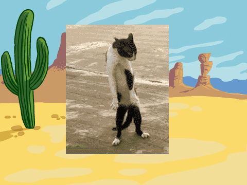 dancing cat