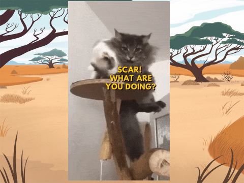 scar is the lion KING!