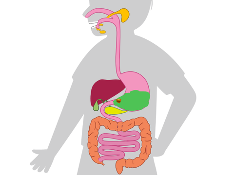 Digestive Tract-test (School Project)