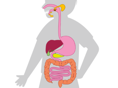 Digestive Tract-test (School) (: