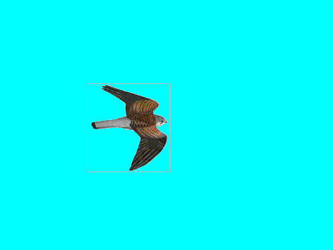 Kestrel