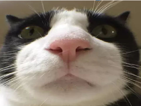 agaggaashgdhsg test blink animation real woah omg?!?!?!?