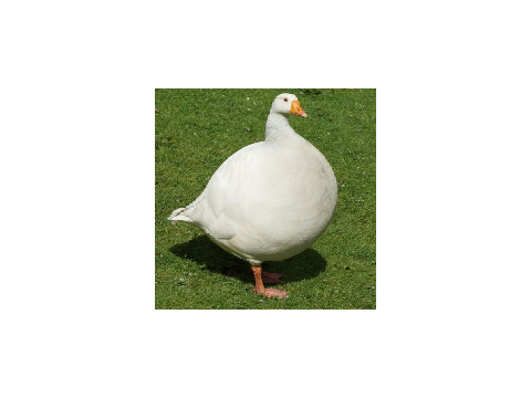draw tis ducc