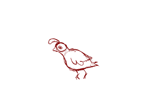 ✦ quail run cycle wip