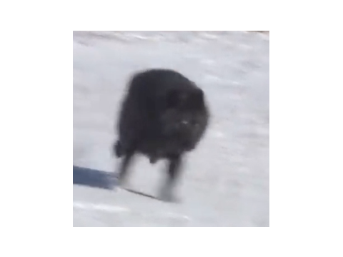 Run Wolf, Run!