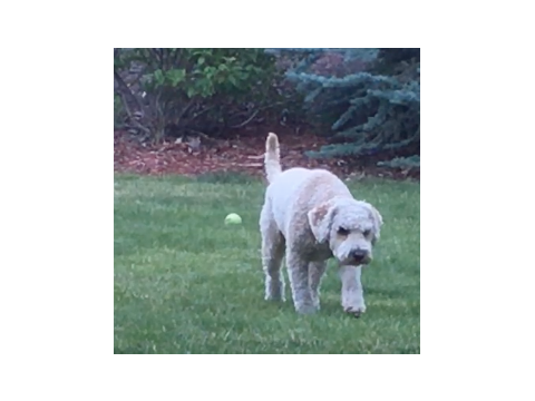 Go Dog, Go!