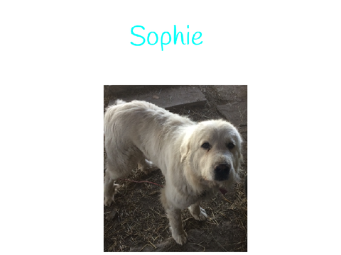 Sophie