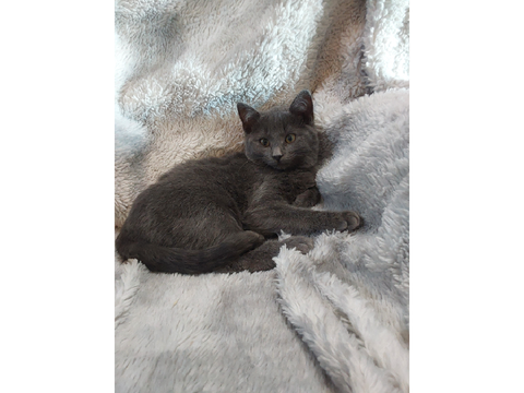 My cats :) (CUTE)