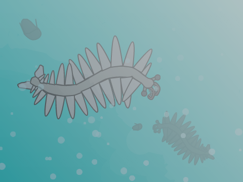 Anomalocaris
