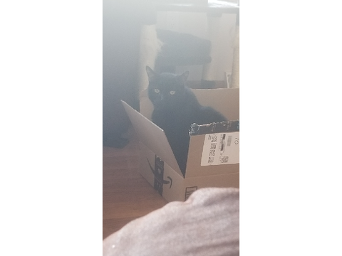 My cute chonky cat <3