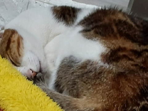 My Cat ❀ Jami ( Jah-mi )
