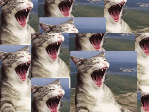 cat go ahh 3 time for edackenstons perpusus