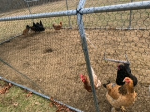 MAH CHICKENS!