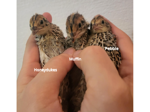 Our quails! (+PICS AND EGGS!)