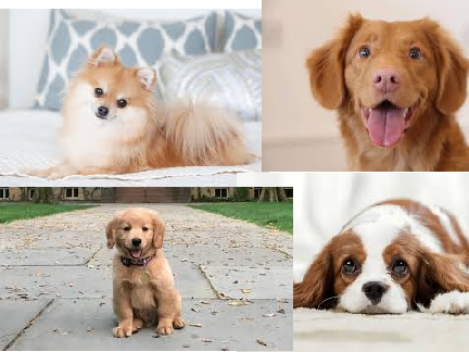 Adopt a dog!