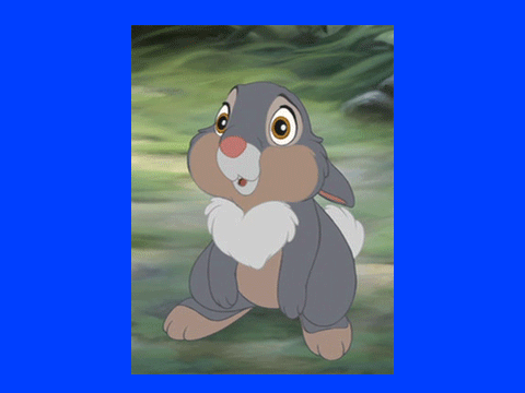 the bunny 