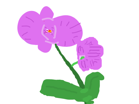 Orchid 