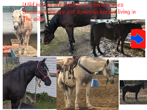 Wild horses a documentary 