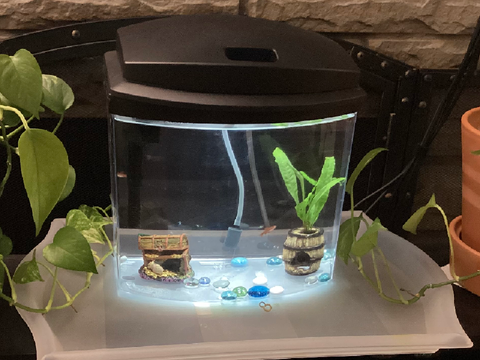 Meet My New Cherry Barb Fishies!!!