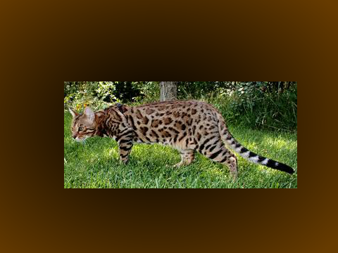 Leopardsong