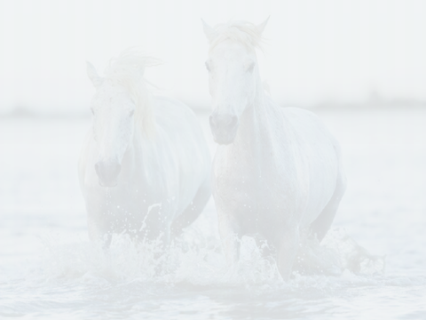 *NEW!* Cloudy's Horse Generator ♞