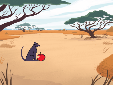 Does panthers eat apples?