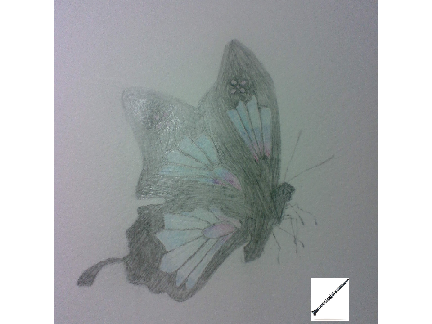 イラスト（蝶