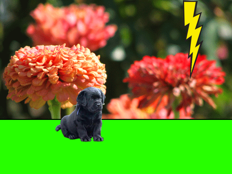 Short Doggy Animation!