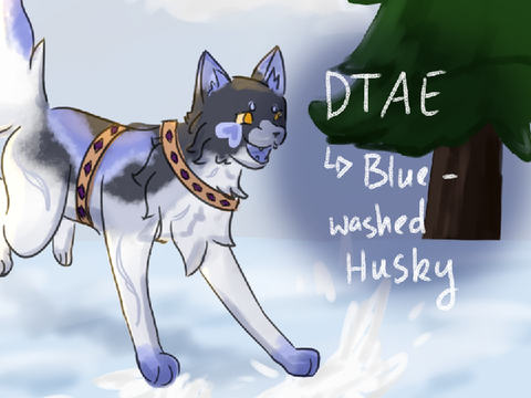 DTAE ↳ Blue-washed Husky