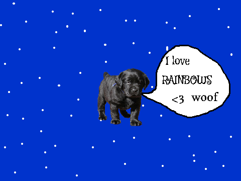 RAINBOW dog