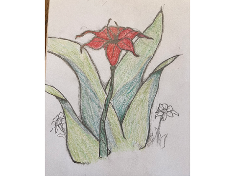 I Drew The Fire Lily!