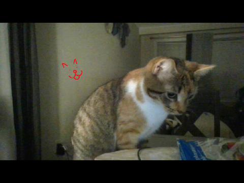 my cat bc why not