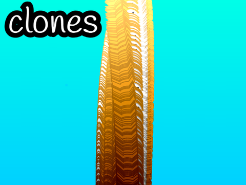 Clones