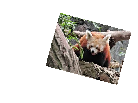 red panda