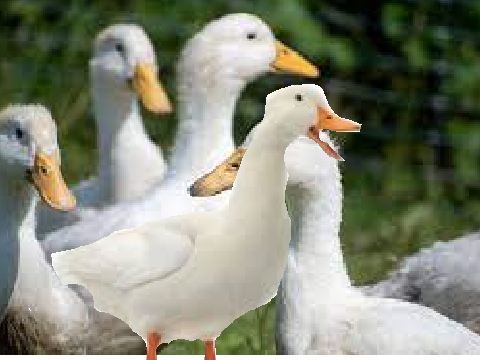 Duck