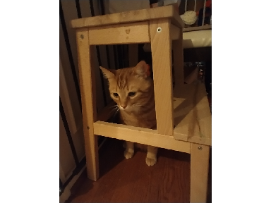 my cat in a stool
