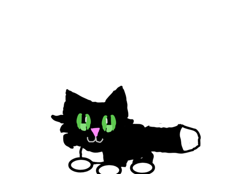 Maxxwell cat