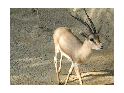 my pet gazelle