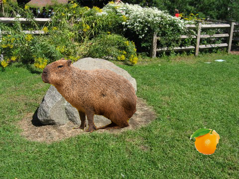 Capybara Clicker