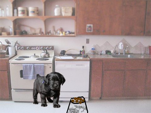 Dog Dinner