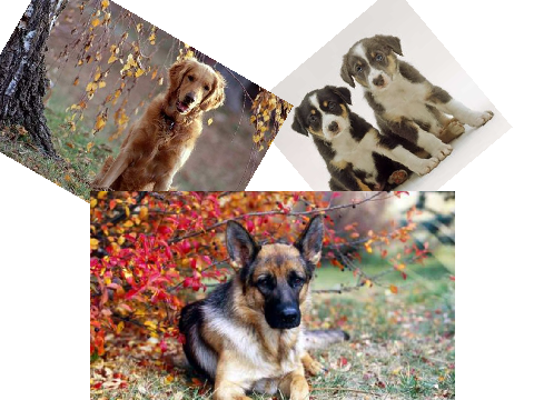 Sign Here If You Love Dogs!