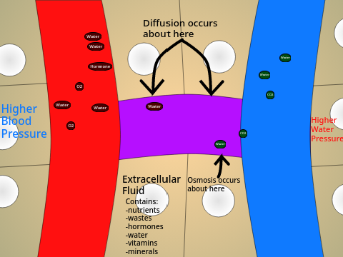 Capillary Fluid Exchange Model
