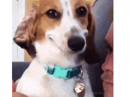 Sus dog??? 