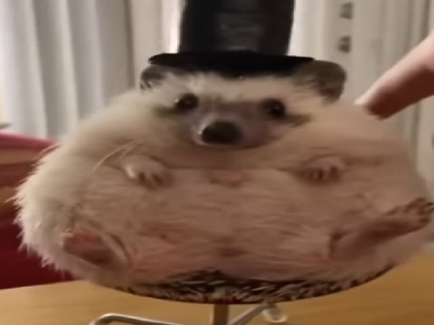 fsfajavcxvz