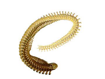 SPINE 3D
