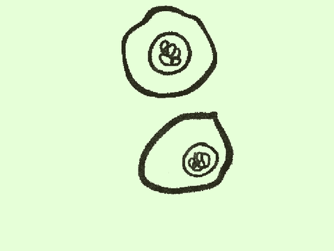 Mitosis project by Zay 