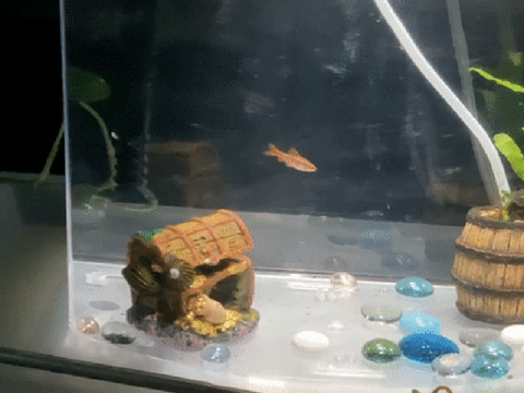 Alpha, My Surviving Pet Fish Who Killed The Others
