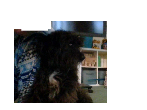 my new dog