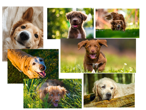 ADOPTABLE DOGS! need homes!
