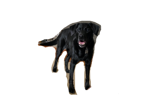 :0 can you do my dog?